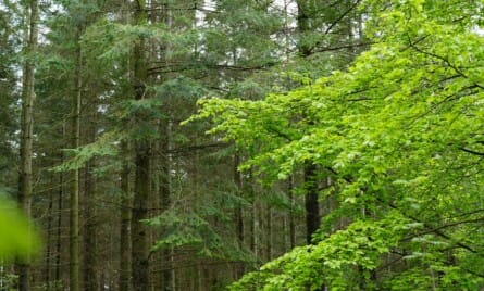 Regler i skoven – mountainbike, sankning, byggeri og meget mere