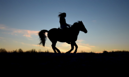 Løs hest skyld i ulykke: Fik udbetalt godtgørelse for varigt mén