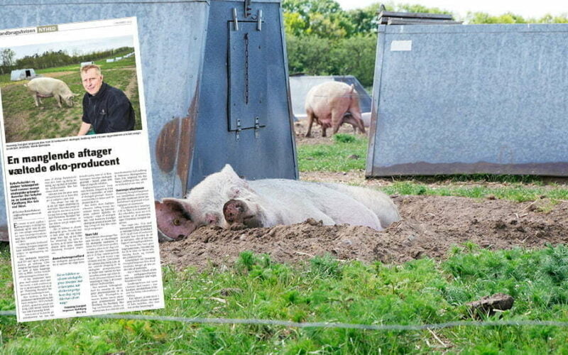 Økologisk griseproducent konkurs