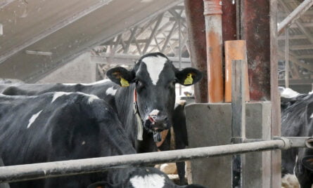 Selskabers erhvervelse af landbrugsejendomme