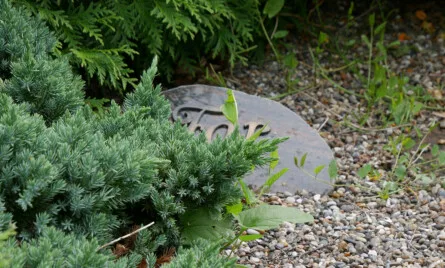 faldgruber i bobehandling