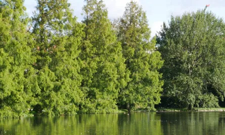 pårørende bobehandling