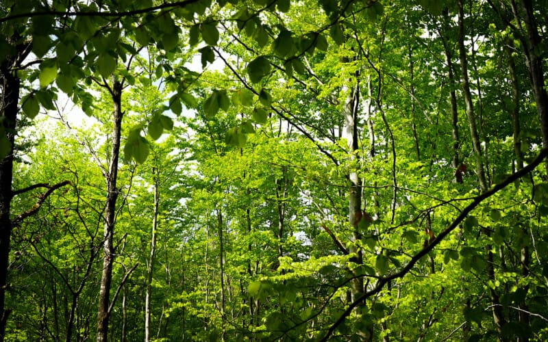 arbejdsskade fremtid