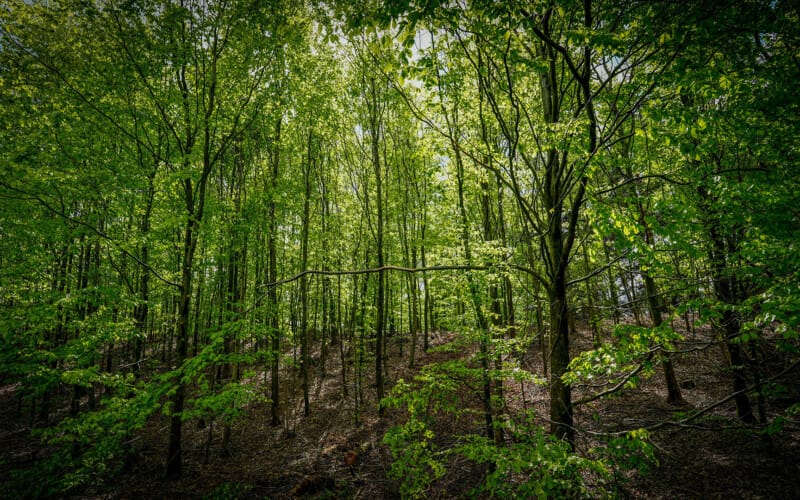 hvornår dækker arbejdsskadesikringen