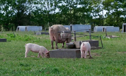 Forpagtning og samdrift ved k&oslash;b af landbrug &ndash; fleksible l&oslash;sninger for k&oslash;bere