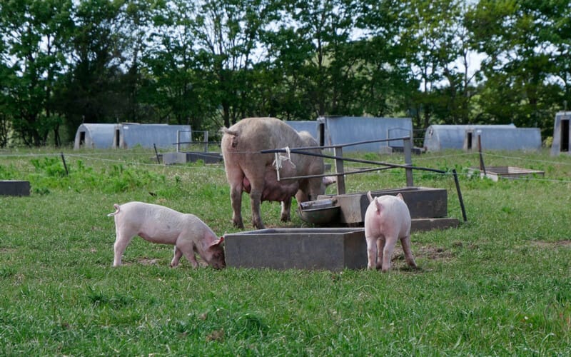 Forpagtning og samdrift ved køb af landbrug – fleksible løsninger for købere