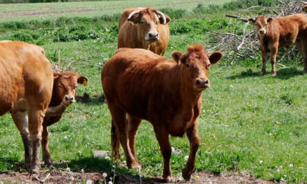 F&oslash;rstegangsk&oslash;b af landbrug