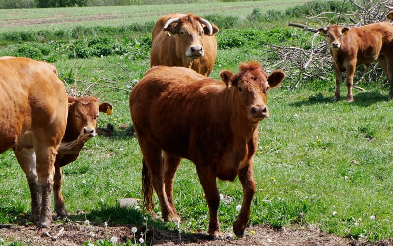 Førstegangskøb af landbrug