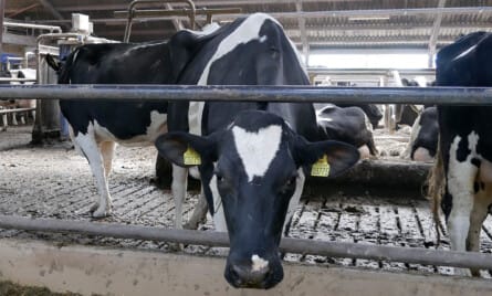 Selskabers k&oslash;b af landbrugsejendom